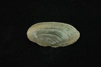 藏品(石蚌)的圖片